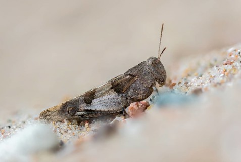 Blue-winged wasteland scare, caelifera, grasshoppers, short-feeler scare, Oedipoda caerulescens,