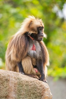 Gelada (Theropithecus gelada) male sitting on a rock, captive, Germany