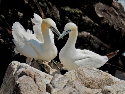 Northern gannet (Morus bassanus)