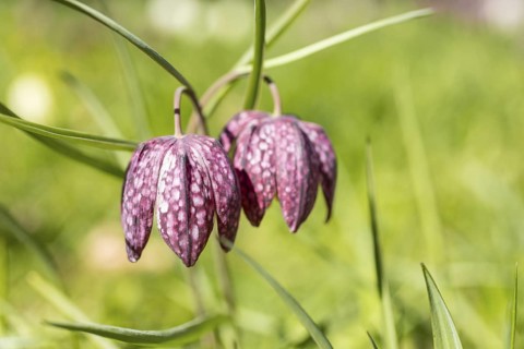 Snake's Head Fritillary (Fritillaria meleagris) in bloom, Dresden, Saxony, Germany