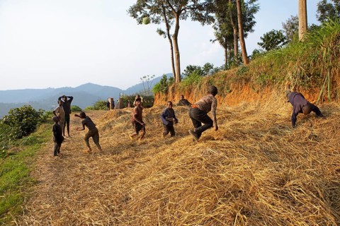 Rwandan children playing with a homemade ball on spread hay in the evening light, Rusizi province,