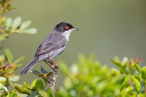Velvet-headed warbler, (Sylvia melanocephala), warbler family, biotope, habitat, perch, foraging,