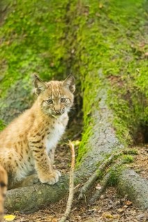 Eurasian lynx (Lynx lynx) youngster (cub) sitting in a forest, Bavaria, Germany