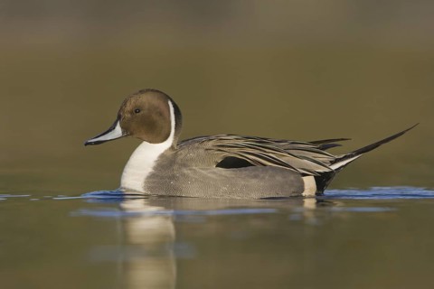 Northern Pintail (Anas acuta) male, British Columbia, Canada
