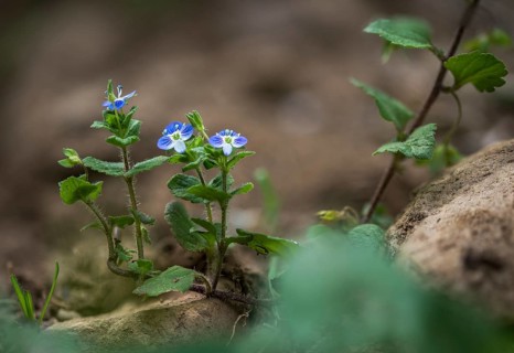 Brownroot, Persian speedwell, Persian honorary prize, plantaginaceae, scrophulariaceae, Veronica