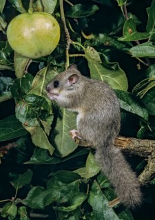 Edible dormouse, fat dormouse, glis glis, rodents, rodentia, dormice, dormice, dormouse, foraging,