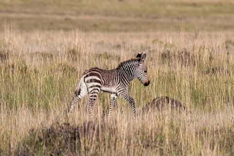 Cape Mountain Zebra (Equus zebra zebra), foal, Mountain Zebra National Park, Eastern Cape, South