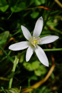 Star of Bethlehem (Ornithogalum umbellatum), umbel milk star, grass lily in bloom, at the first
