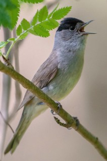 Blackcap, blackcap, blackcap, Sylvia atricapilla, birds, song, high size, portrait format, male,