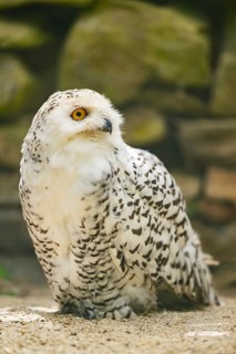 Snowy owl (Bubo scandiacus) sitting on athe ground, Bavaria, Germany