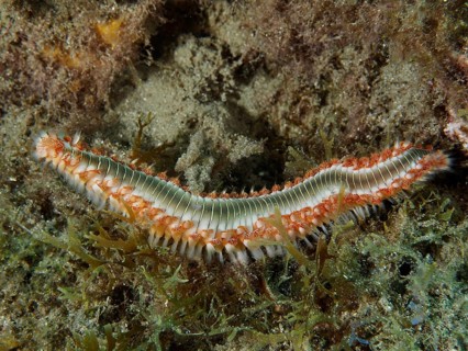 A bristle worm, the fire bristle worm (Hermodice carunculata), wriggles across an algae-rich