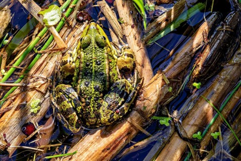 Green frog on wood in a sunny natural biotope with aquatic plants, pond frog in a pond near