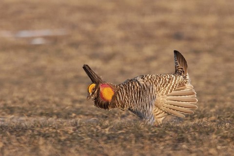 Greater Prairie Chicken (Tympanuchus cupido) male displaying, Wisconsin, USA
