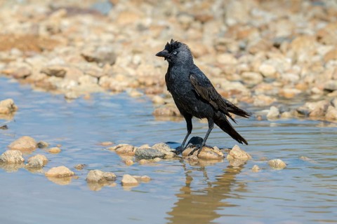Corvus Monedula, Jackdaw, Bath, Bathe, Bird Bath, Birds, Corvidae Family of Birds, Passeri,