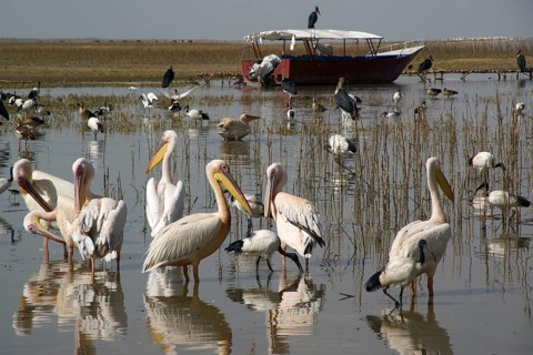 Africa, Ethiopia, pelicans on Lake Langano, Lake Langano, Ethiopia