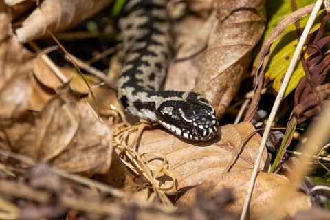 A snake slithers through autumn-coloured foliage, perfectly camouflaged amongst the brown leaves: