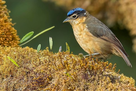 Blue-capped Ifrit (Ifrita kowaldi) perched on a branch in Papua New Guinea