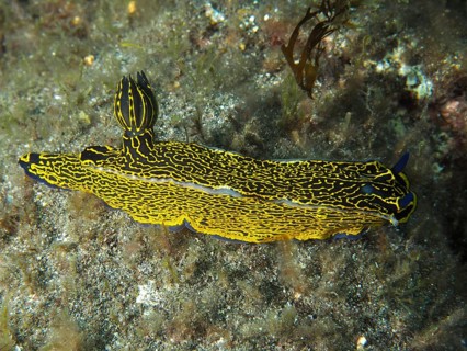 A colourful, ornate sea snail, the yellow-and-purple star snail (Felimare picta), moves across the