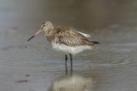 Bar-tailed Godwit (Limosa lapponica) foraging, Gambia
