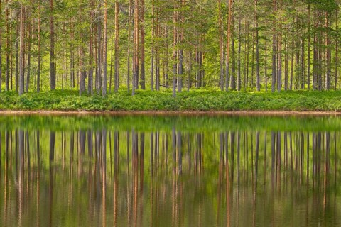 View of the reflection of a forest in the water of Lake Kaldvatn, Kviteseid, Telemark, Norway