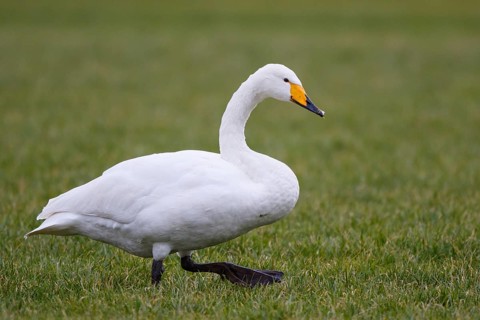 Whooper Swan (Cygnus cygnus), Netherlands