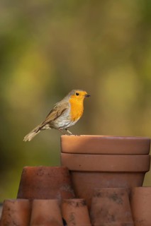 European robin (Erithacus rubecula) adult bird on a garden plant pots, Suffolk, England, United