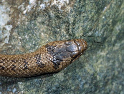 Coronella Austriaca, Black Snake, Smooth Snake, Critters, FFH, Reptilia, Reptiles, Snakes, Snakes