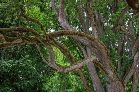 English oak (Quercus robur), Upper Franconia, Bavaria, Germany