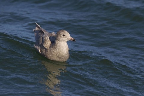 Glaucous Gull (Larus hyperboreus), North Sea, Germany