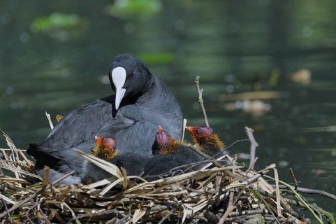Blaessralle / Blaesshuhn (Fulica atra), Coot, Altvogel und Jungvoegel im Nest, Mai, Oberhausen,