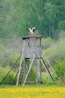A white stork (Ciconia ciconia) stands with its wings outstretched on a raised hide,