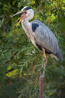 Ardea cinerea, heron, gray heron, birds, ciconiiformes, high size, portrait, heron, walking birds,