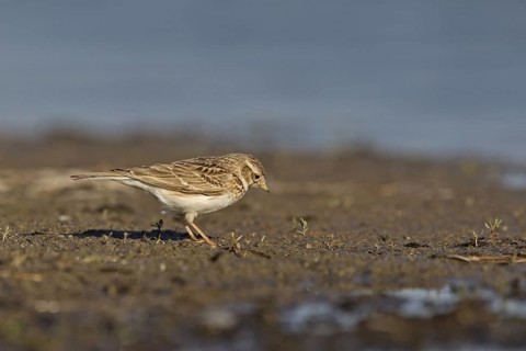Asian Short-toed Lark (Alaudala cheleensis) on ground, Dornod Province, Mongolia