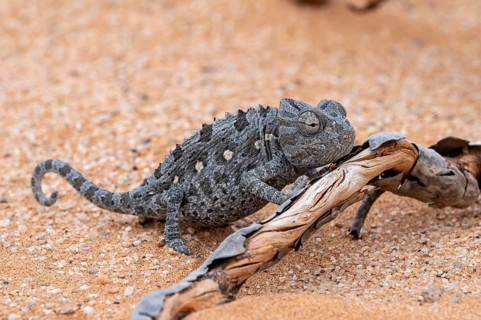 Desert chameleon, Namaqua chameleon (Chamaeleo namaquensis), Namib Desert near Swakopmund, Namibia