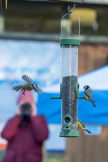 Blue tit (Cyanistes Caeruleus) adult birds at a bird feeder being viewed by a person bird watching,