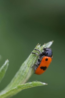 Ant sack beetle, Ant bag beetle, Clytra Laeviuscula, Willow Clytra, Beetle, Coleoptera, high size,