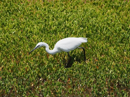 A little egret (Egretta garzetta) forages amongst the marsh grass, Gran Canaria, Spain