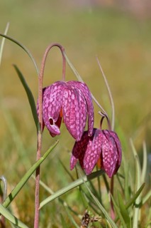 Snake's Head Fritillary (Fritillaria meleagris), two flowers in a meadow, inflorescence, early