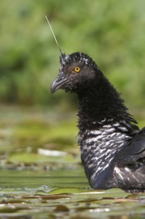 Horned Screamer (Anhima cornuta), Manu National Park, Peru