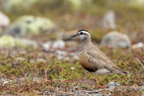 Eurasian Dotterel (Charadrius morinellus), Dalarna, Sweden