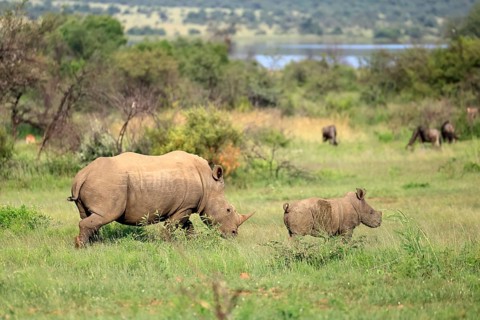 White rhino (Ceratotherium simum), white rhino, adult, female, mother, young animal, foraging,