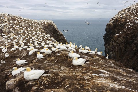 Northern Gannet (Morus bassanus), Scotland, United Kingdom
