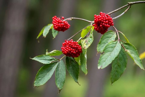 Mountain elderberry, caprifoliaceae, honeysuckle family, stag elderberry, red-berried elder, red