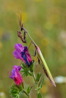 Empusa pennata, crested mantis, extremadura, mantis, high size, portrait format, insects, Spain