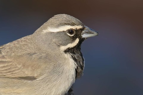Black-throated Sparrow (Amphispiza bilineata), Arizona, USA