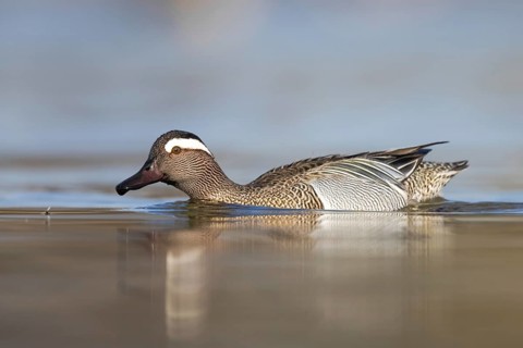 Garganey (Spatula querquedula) male, North Rhine-Westphalia, Germany