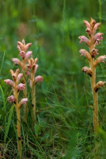 Brownwort family, orobanche spec., scrophulariaceae, summer root spec., flora, high size, portrait