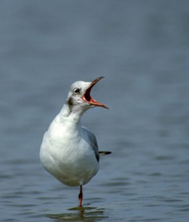 Black-headed gull, chroicocephalus ridibundus, black-headed gull, larus ridibundus, birds,