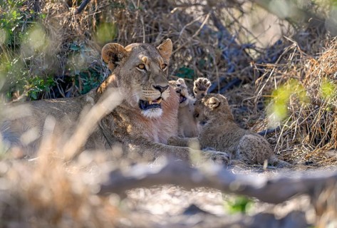 A lioness (Panthera leo) with two cubs near Atzaró Camp, Okavango Delta, North-West District,