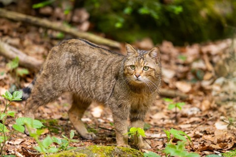 European wildcat (Felis silvestris silvestris) standing in a forest, Bavaria, Germany